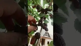 кишлокда тут пишти