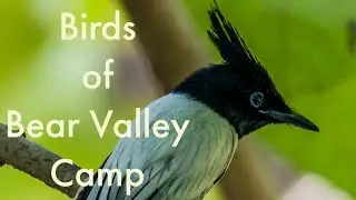 Indian Paradise Flycatcher | Bear Valley Camp | Panna Tiger Reserve