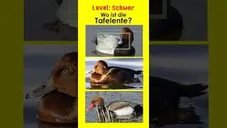 Enten - Tauchenten II - Jägerprüfung und Jagdschein