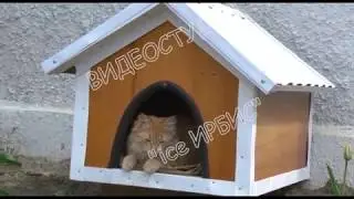 Наглый кот