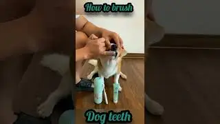 #howtobrushteethofyourdog #howtobrushteethofdog #howtobrushyourdog #howtobrushdog #brushteethofdog