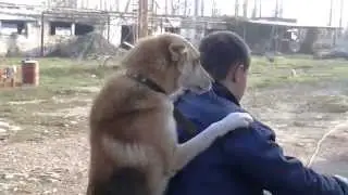 Пес на мопеде