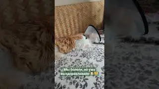 Герда выздоравливает после операции, а Рыжик сейчас болеет #cat #pet #кот и собака #моя собака