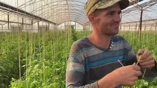 Теплица уход за растениями 10 часть и разными новости (Глухие)