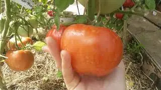 Теплица-джунгли.Пора собирать урожай.🌹🌹🌹