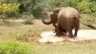 Crocodile vs Wild Elephant real fight. #animal #crocodile #elephant