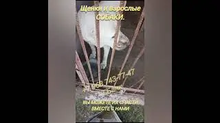 ❗НЕУЖЕЛИ НЕТ НИКАКОЙ НАДЕЖДЫ❓И ИХ НЕ СПАСУТ? Кто, если не мы..Отлов снова полный , алабаи, маленькие