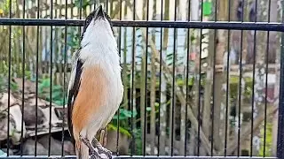 Long-Tailed, BURUNG PENTET GACOR MATERI GEREJA TARUNG DAN LOVEBIRD NGEKEK, ISIAN PENTET MEWAH