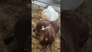 CUANTAS CRÍAS TENDRÁN?😱❤️#cabras#farming#goat