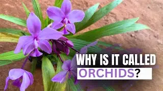 Why is it called ORCHID?