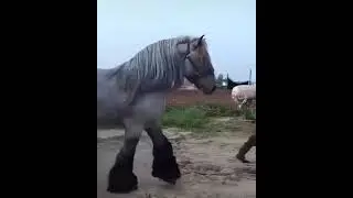 Too Big Too Beautiful | Big Beautiful Horse | Horse