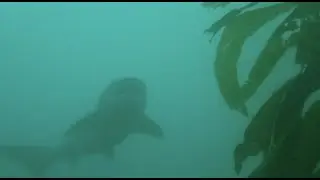 Seven Gill Sharks at La Jolla Cove