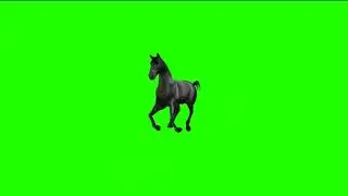 Cavalo Andando - Horse Walking [Fundo Verde - Chroma Key]