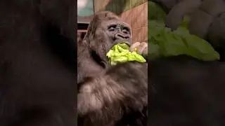 Listen to this happy gorilla vocalisations 