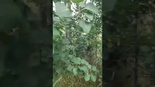 Хочу построить наблюдательный пункт! или место где можно будит переночевать и подумать!СХТ ЕАО !
