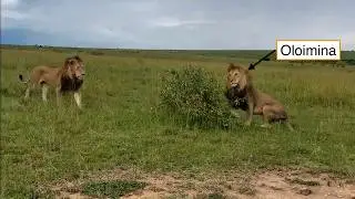 Nomadic male lion tries to befriend a dominant male lion
