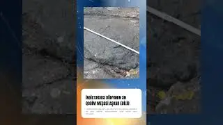 Dünyanın ən qədim meşəsi tapıldı  
