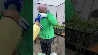 Как посадить правильно плодовые культуры
