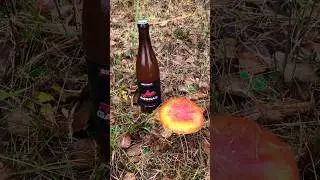 Даже мухомор покраснел от такого 🤣. GAS GAS 🍺