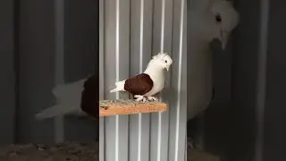 Голуби Кубани 🤍🕊️