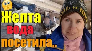 Секреты раскрываю//Дворовые работы//Не хватает молока//Филе нос укоротили🙊