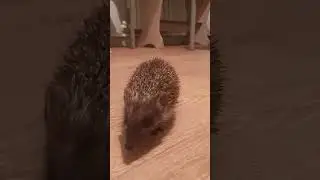 Приют Ушастая няня