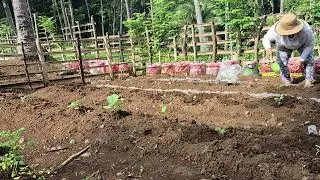 Tanum tas Talong sa atong Garden #Purok1WayLibog 