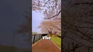 Final Sakura season #cherryblossom #suzuka #spring #japan #flowers  #season #iphone13pro #mobile