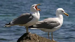 Охота на морских чаёк. Crow Hunting 2024.#5
