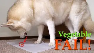 My Husky Taste Tests Food! What Does She Think? (She Did WHAT with VEGETABLES?!)
