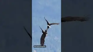 Eagles fight in the sky#fighting eagles#fighting eagles nagoya#fighting eagles nagoya live