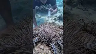 Зачем уксус колют морским звездам?