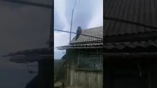птинец ласточки лето 2023