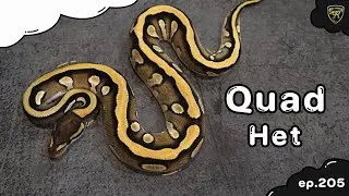 Quad Het น่าเก็บต่อยอดดีมั๊ย!! 【 EP.205| 4K 】#realityballpython #ballpython