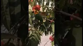 Leo’ Outdoor