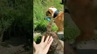 Replace Your Dog with a Roblox Dog #shorts