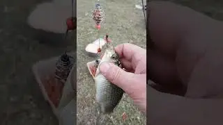 карася