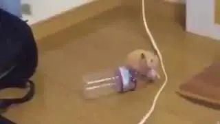 DANCING Hamster with bottle meme
