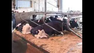 Glückliche Kühe - Moderner Kuhkomfort bei der Agrofarm Göda eG