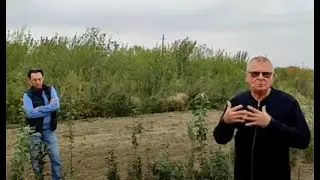 Альтернативные саженцы, нам не нужен клоновый подвой