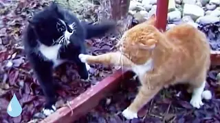 TERRIFYING! These cats were fighting until a local hero stepped in!!!!