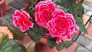 🌺🌺🌺ATTENTION‼️‼️BEGONIAS FOR BEGINNERS‼️🌺🌺🌺+a quick overview
