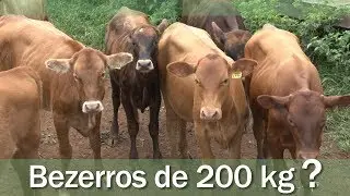 CRIAÇÃO DO BOI TROPICAL - FAZENDA SANTA ROSA