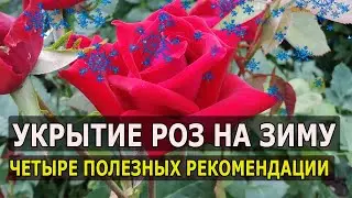 ЧЕТЫРЕ СОВЕТА ПО ПОДГОТОВКЕ И УКРЫТИЮ РОЗ НА ЗИМУ. КАК УКРЫТЬ РОЗЫ. ЗИМНЕЕ УКРЫТИЕ РОЗ НА ДАЧЕ.