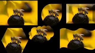 How to Crop an Image to a Shape