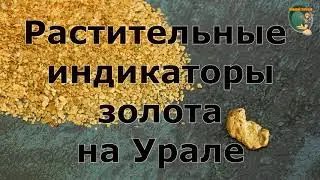 Растительные индикаторы золота на Урале. Plant indicators of gold in the Urals