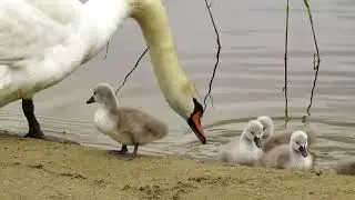 Наши 🤗милахи уже подросли немного. Какие же они хорошенькие 💓