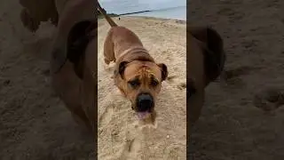 Boerboel Beach Zoomies #doglover #shortvideo #boerboel