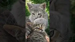 Чума кошек.  Что это? #shorts  #cat