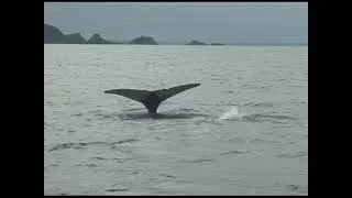 Whale watching off coast of Twillingate, Newfoundland, Canada. Oct. 2005. Tour c/o Kimmie & Perry.